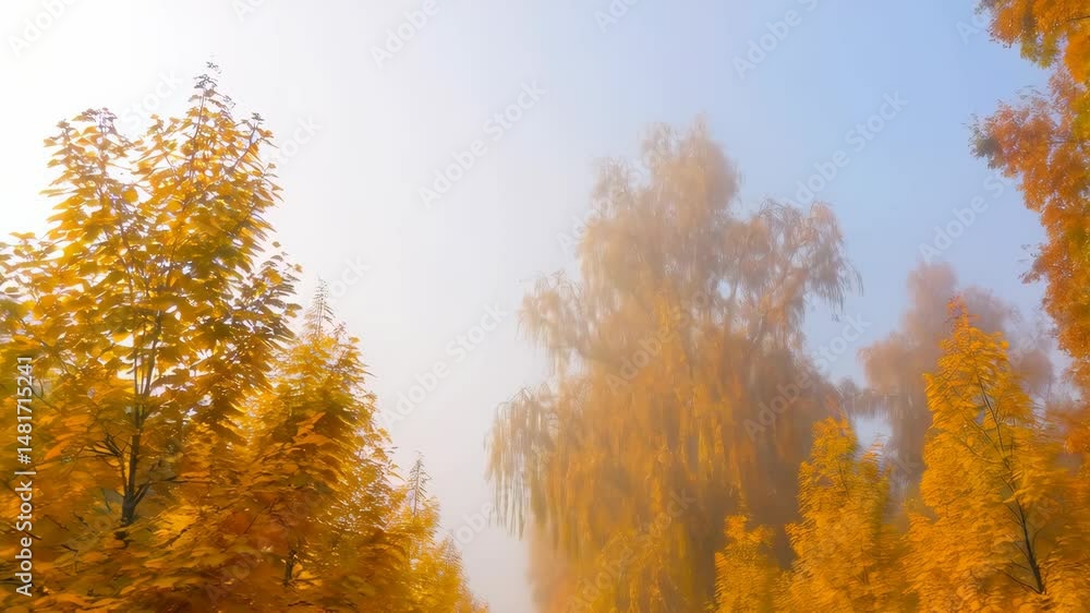 Pathway lined with golden trees in misty autumn atmosphere creating a serene and tranquil landscape on overcast day Pathway lined with golden trees in misty autumn atmosphere creating a serene and tranquil landscape on overcast day
