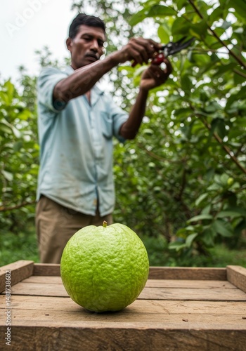 Photo of Green Fruit Harves...