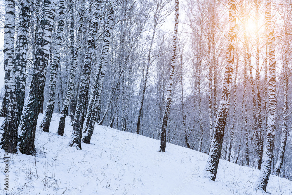 Fototapeta premium Birch grove after a snowfall on a winter. Sunlight breaking through the branches.