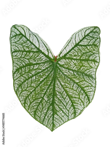 White and Green Tropical Leaf Closeup