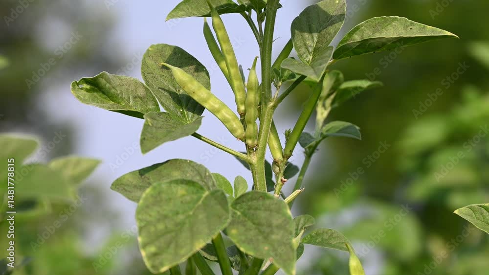 Cluster beans or gawar phali(guar) plant in field, cyamopsis tetragonoloba Cluster beans or gawar phali(guar) plant in field, cyamopsis tetragonoloba