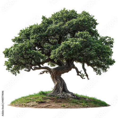 Shumard Oak isolated on transparent background