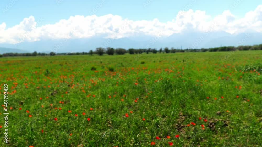 Bright red poppies in a large field. Spring. Bright red poppies in a large field. Spring.