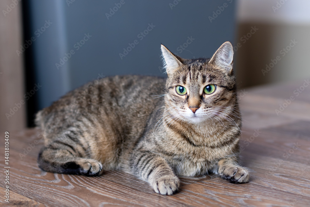 A cat is comfortably laying on a table, gazing at the camera A cat is comfortably laying on a table, gazing at the camera