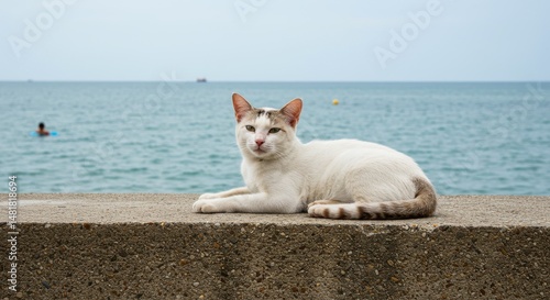 Photo of White Cat Resting ...