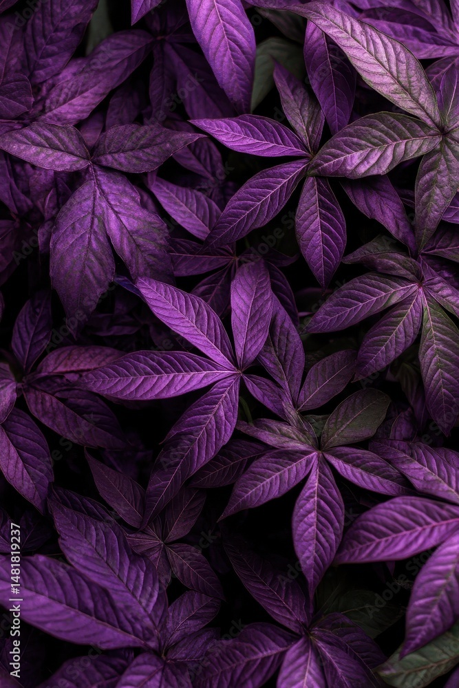 Fototapeta premium Deep Purple Lush Foliage (1)