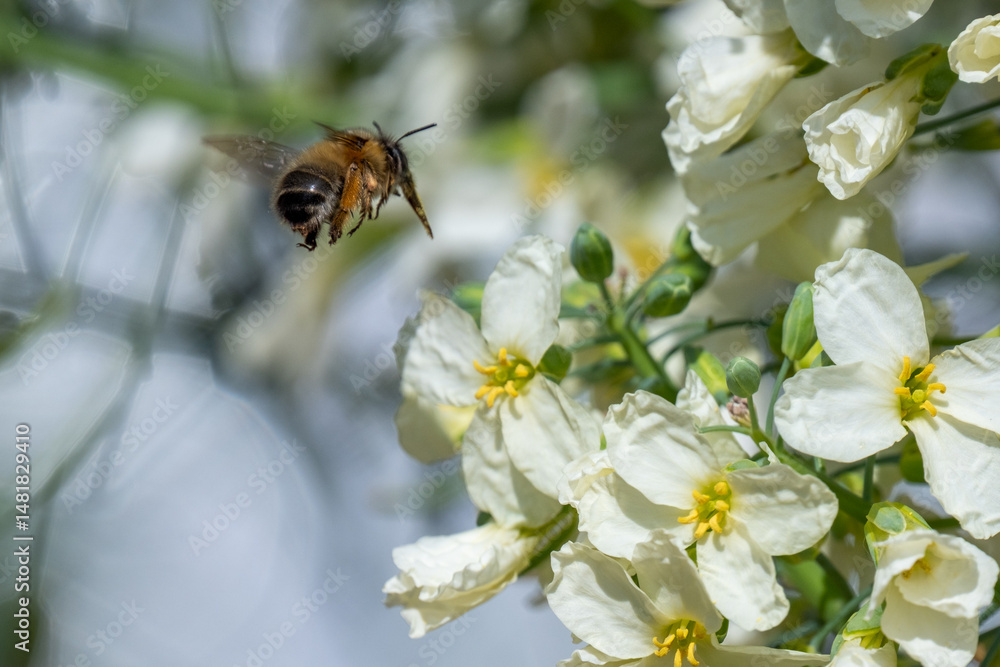 Abeille sauvage en vol, se posant sur une fleur Abeille sauvage en vol, se posant sur une fleur