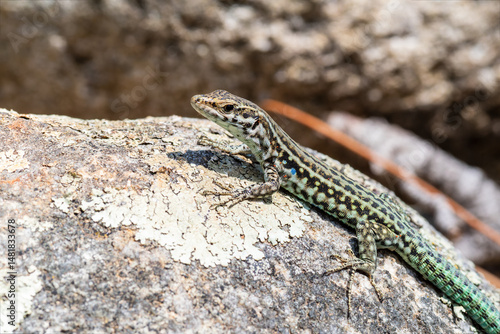 Lézard tyrrhénien (Podarcis tiliguerta) sur pierre au soleil en Corse