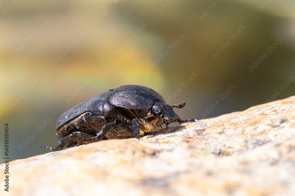 Cétoine noire (Protaetia morio) posée sur une pierre en milieu naturel Cétoine noire (Protaetia morio) posée sur une pierre en milieu naturel