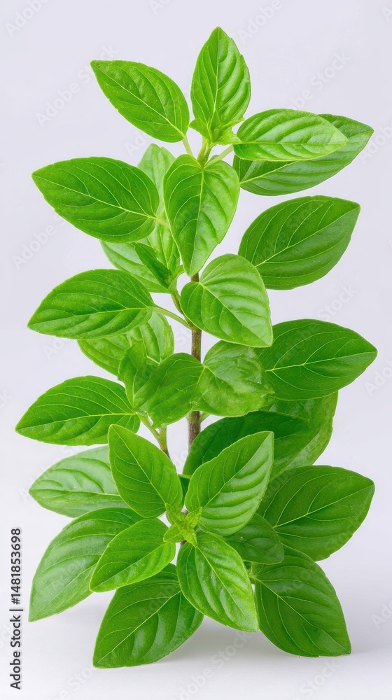 Fototapeta premium Lush Green Leaves Close Up Studio Shot