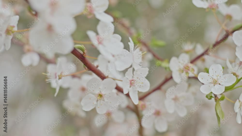 Delicate white blossoms on tree branch in natural light Delicate white blossoms on tree branch in natural light
