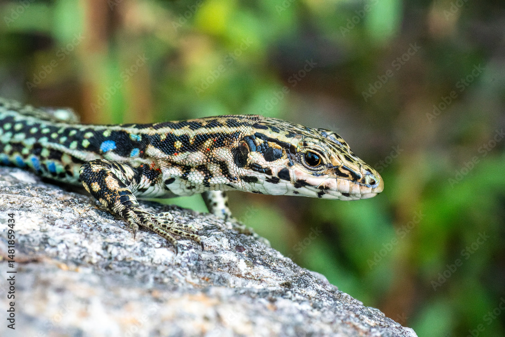 Naklejka premium Lézard tyrrhénien (Podarcis tiliguerta) sur pierre, espèce endémique corse en milieu naturel
