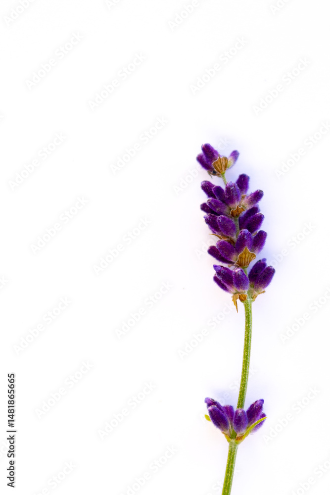 Lavender branch in horizontal position on pure white background, simplicity and elegance, with copy space Lavender branch in horizontal position on pure white background, simplicity and elegance, with copy space