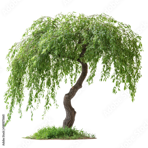 Corkscrew Willow Tree isolated on transparent background