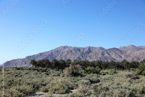 Canvas Print Palm trees and desert shrubs with rugged mountains behind.