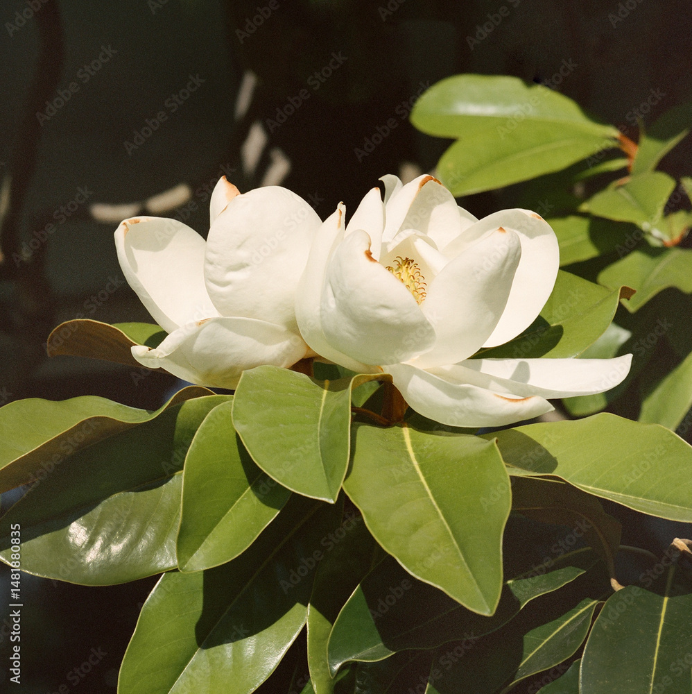 Naklejka premium Close-up of blooming magnolia flower with glossy green leaves