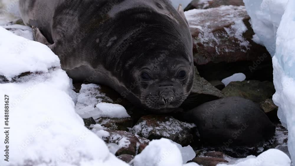 Female elephant seal lying in the snow. Antarctica. Mirounga leonina Female elephant seal lying in the snow. Antarctica. Mirounga leonina