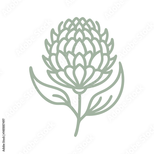 Monga Waratah Line Art Illustration
