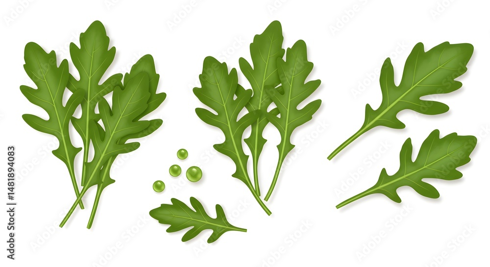 Fototapeta premium Fresh Arugula Leaves on White Background for Salad Ingredient
