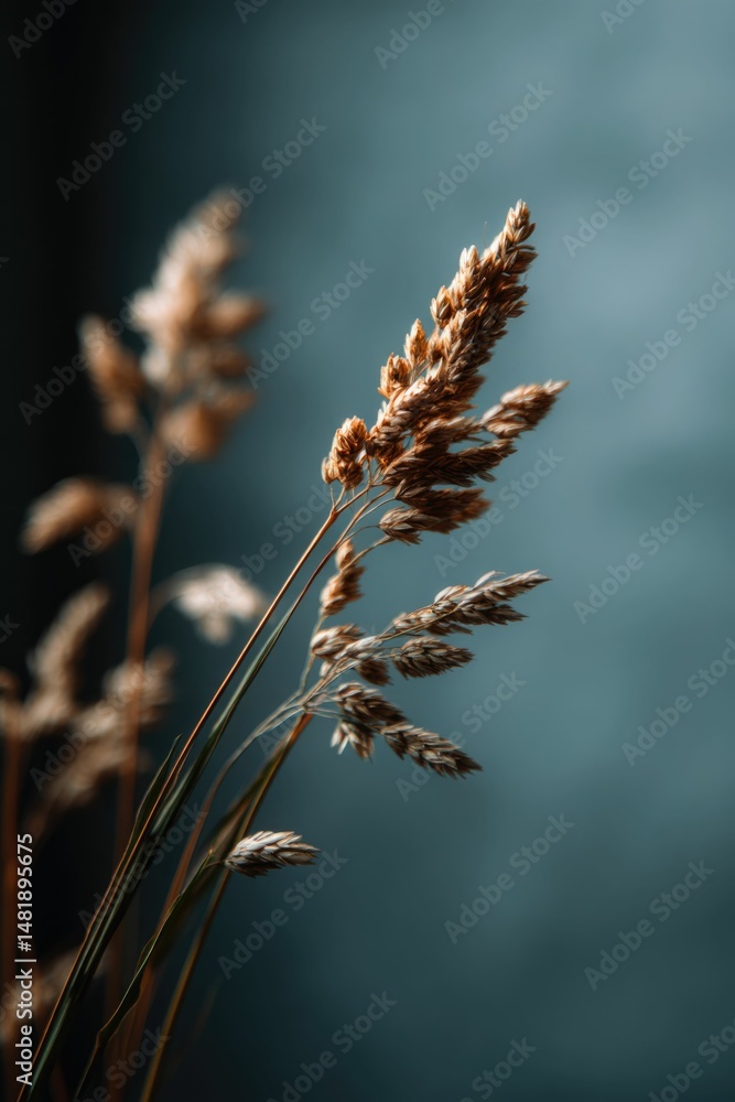 Obraz premium Dried Grass Stalks: A Serene, Moody Botanical Study
