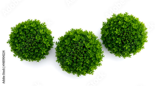 Three lush green bushes isolated on a pristine white backdrop for compositional simplicity