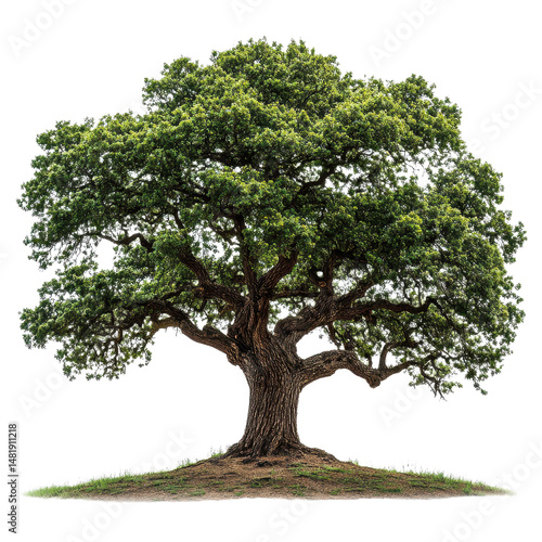 Oregon White Oak isolated on transparent background