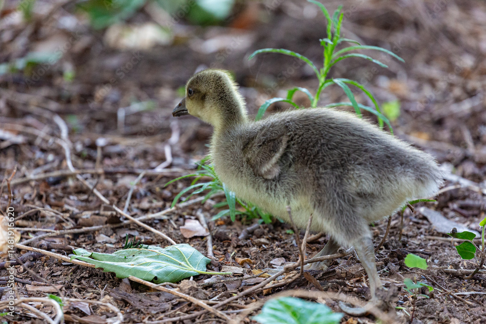 Canadian gosling on grass field