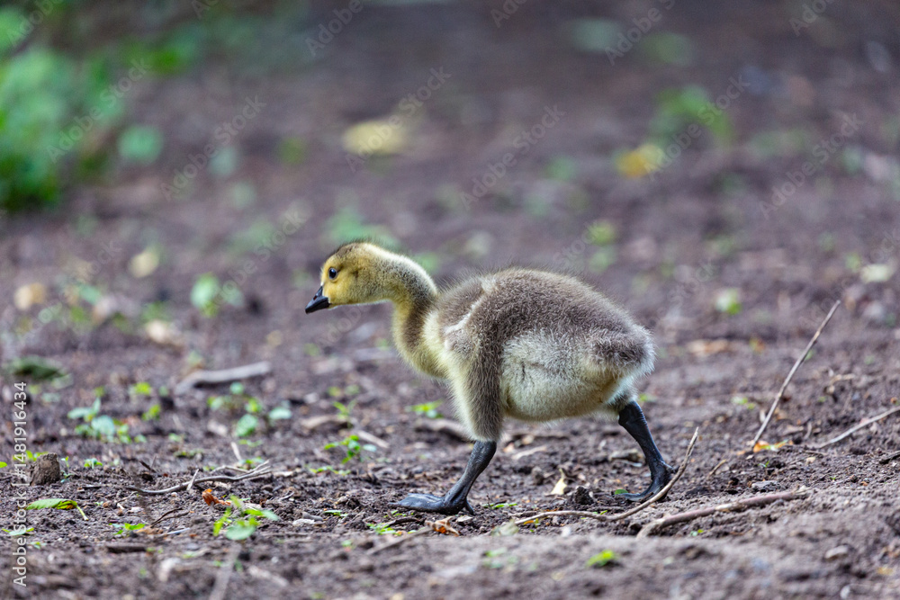 Canadian gosling on grass field