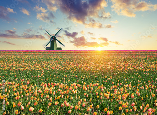 Landscape with tulips, traditional dutch windmills and houses near the canal in Zaanse Schans, Netherlands, Europe . High quality photo