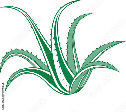 vector illustration aloe vera icon isolated on a white background.