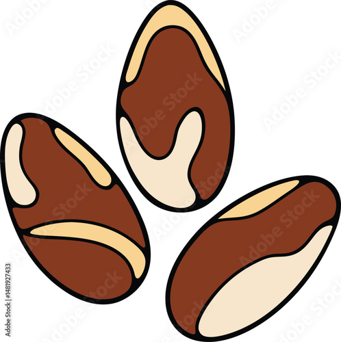 Brazil nuts icon vector illustration