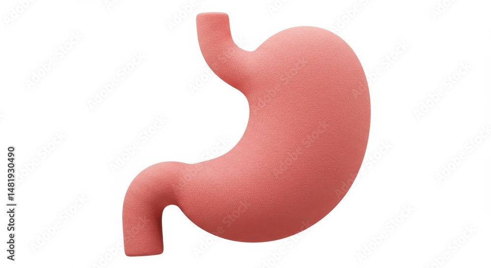 3D Render of Human Stomach Anatomy Illustration for Medical Education 3D Render of Human Stomach Anatomy Illustration for Medical Education