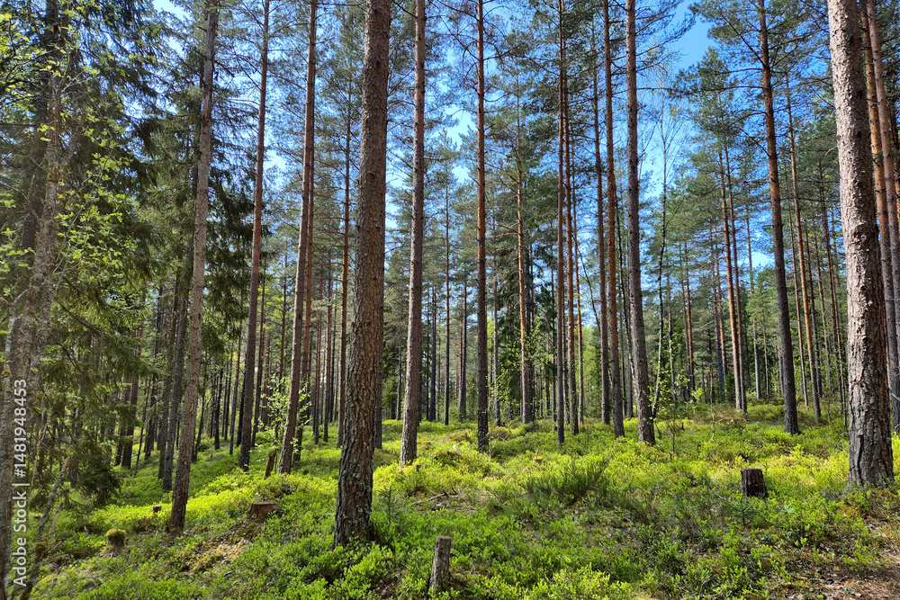 Obraz premium Forest