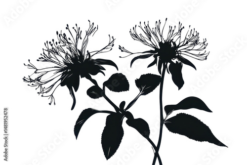 Wild bergamot flower silhouette illustration in transparent PNG format isolated on a plain white background
