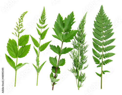 Isolated plants on white background.
