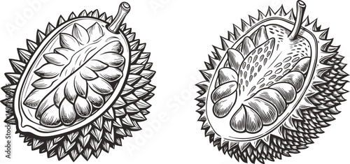 Durian fruit vector illustration 