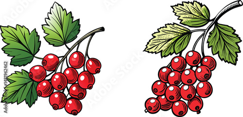 Red Currants on Branch Fresh Berries Harvest vector Illustration