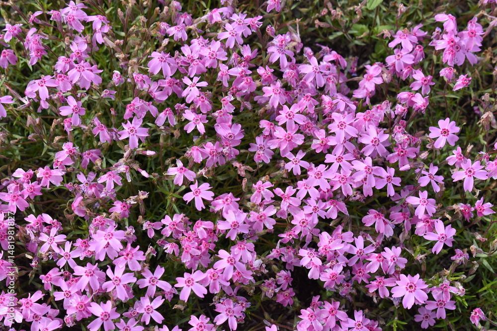 芝桜 芝桜