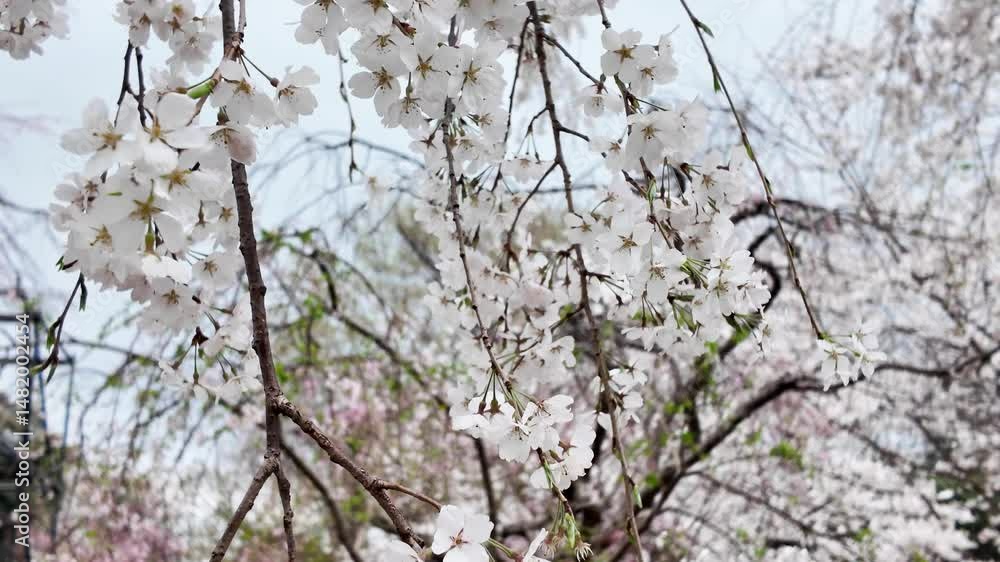 Full Sakura Bloom at Maizuru Park 29 Mar 2025 Full Sakura Bloom at Maizuru Park 29 Mar 2025