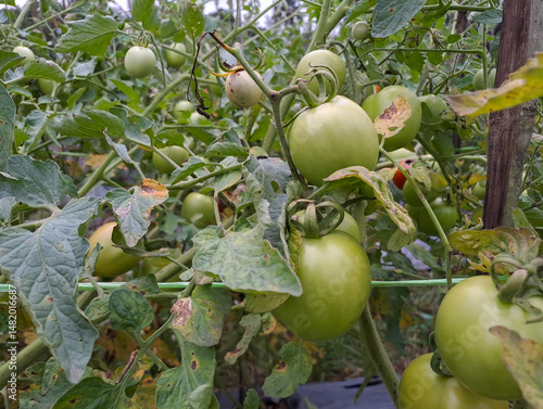 Wallpaper Mural Green organic tomatoes on vine, tomatoes growing on the field	
 Torontodigital.ca