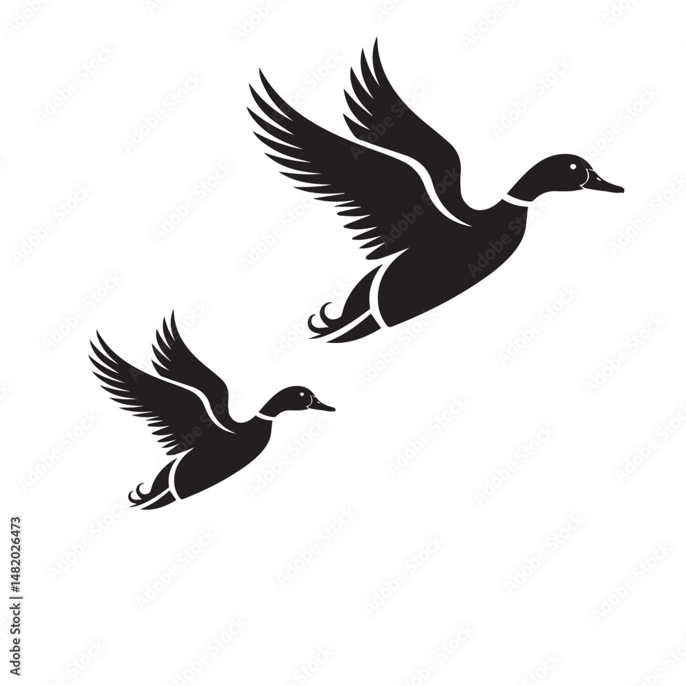 Obraz premium Flying mallard duck in black and white