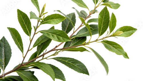 Herbal medicine plant Ilex paraguariensis or Yerba mate on white or transparent background
