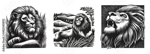 Majestic Lion Illustrations in Black and White Vector Art Design
