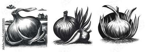 Black and White Illustration of Various Onions in Artistic Style
