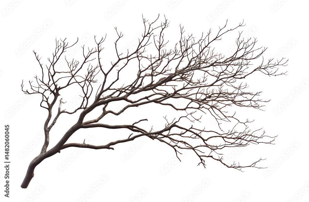 Fototapeta premium PNG Nature tree branch branches art illustrated.