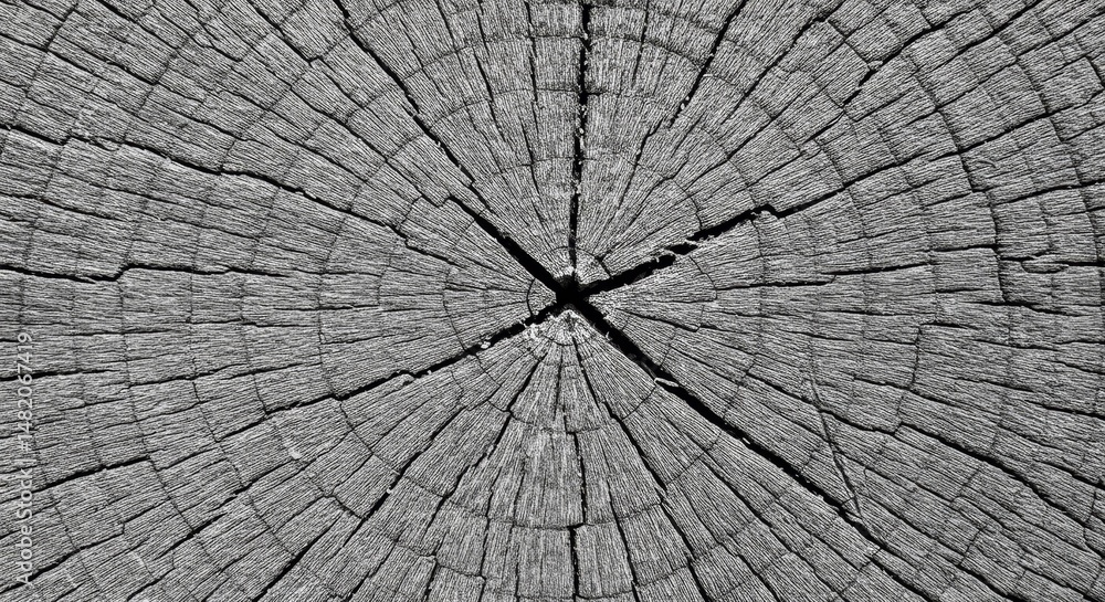 Fototapeta premium Monochrome Photo Wood Texture with Tree Rings
