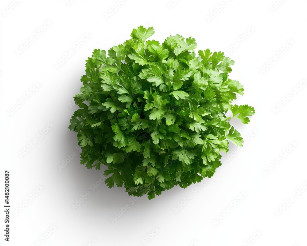 Obraz premium Overhead View of Fresh Green Cilantro Bunch on White