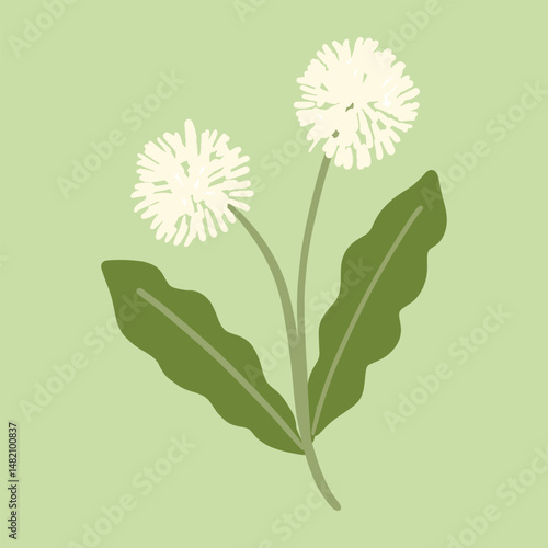 Two Dandelion Flowers with Leaves on Light Green