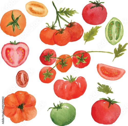 tomatoes watercolor