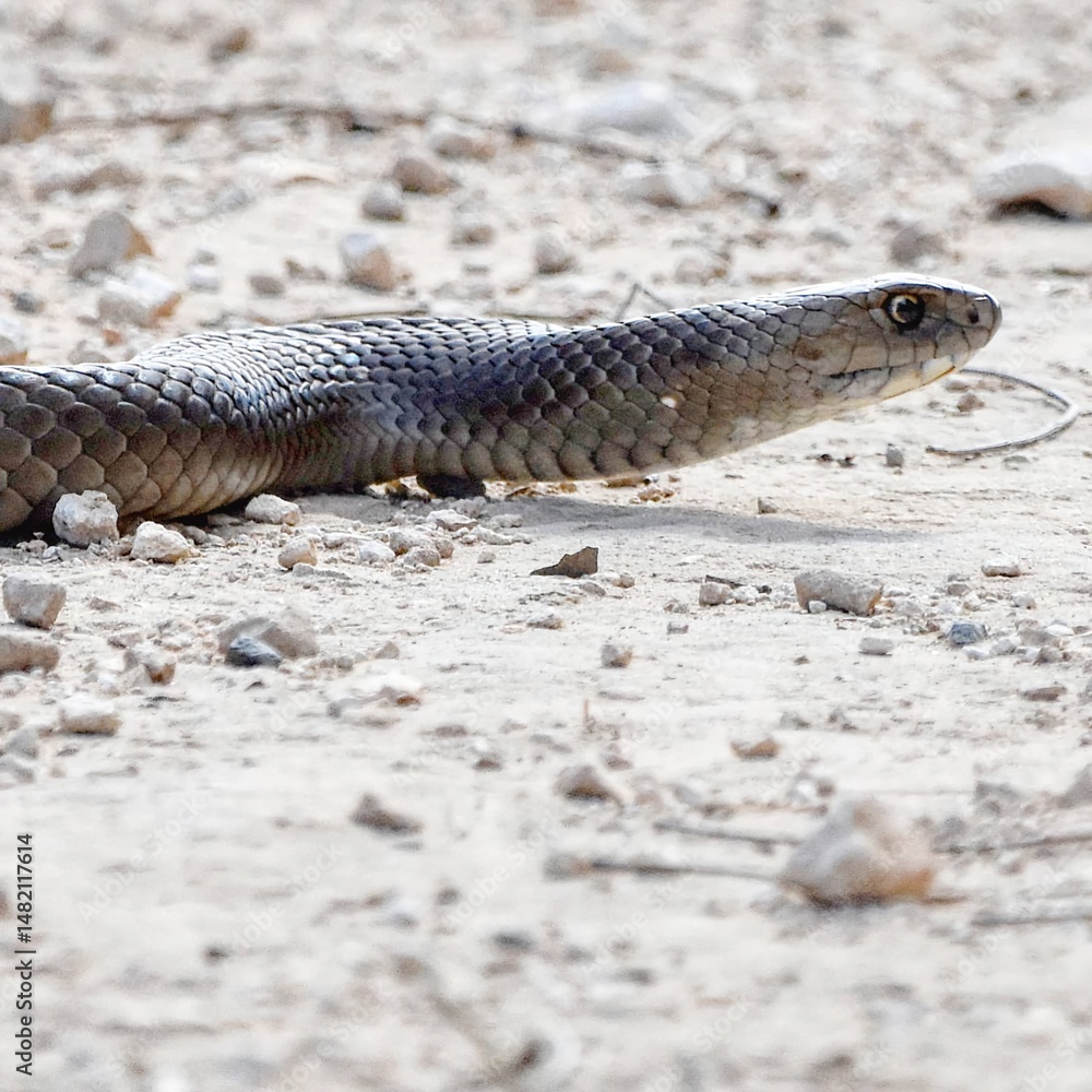 Fototapeta premium wildlife, nature, animals, plants, forest, jungle, ecosystem, habitat, fauna, flora, biodiversity, wilderness, adventure, wild, natural, environment, greenery, untamed, outdoors, scenic, balance, peac